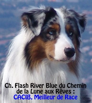 CH. Flash river blue du Chemin de la Lune aux Reves