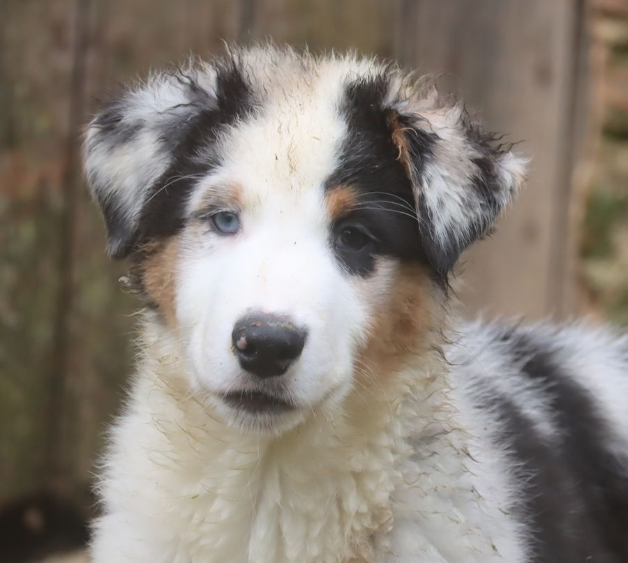 du Chemin de la Lune aux Reves - Chiot disponible  - Berger Australien