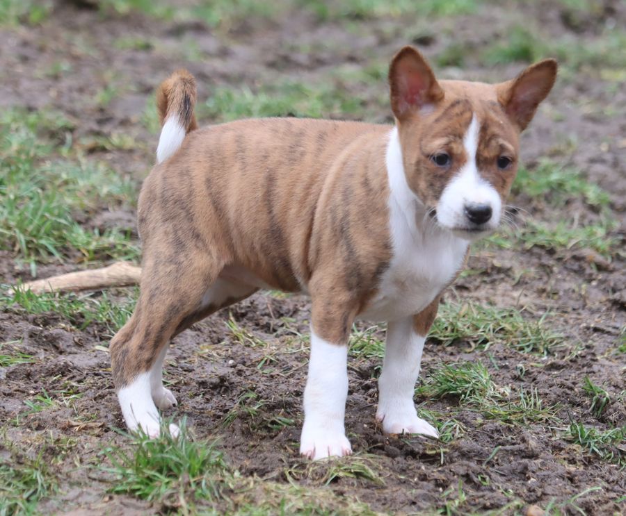 du Chemin de la Lune aux Reves - Chiot disponible  - Basenji