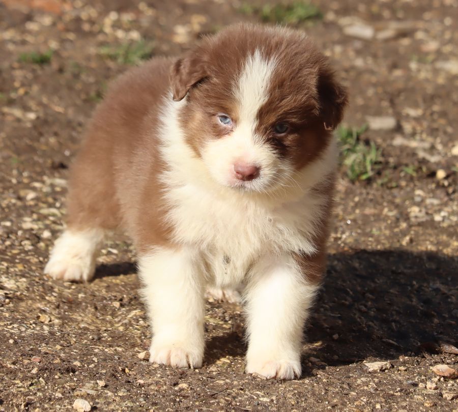 du Chemin de la Lune aux Reves - Chiot disponible  - Berger Australien