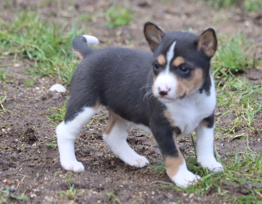 du Chemin de la Lune aux Reves - Chiot disponible  - Basenji