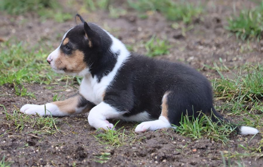 chiot Basenji du Chemin de la Lune aux Reves