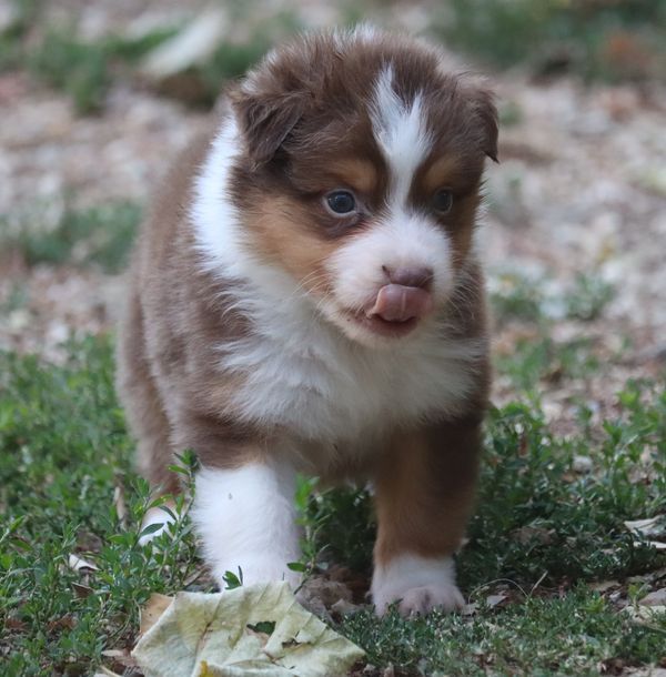 chiot Berger Australien du Chemin de la Lune aux Reves