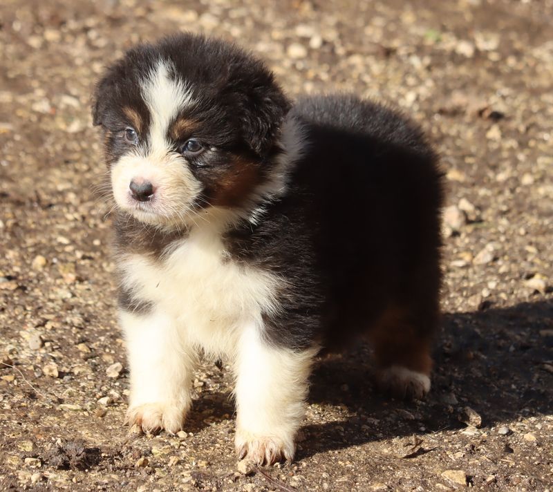 du Chemin de la Lune aux Reves - Chiot disponible  - Berger Australien