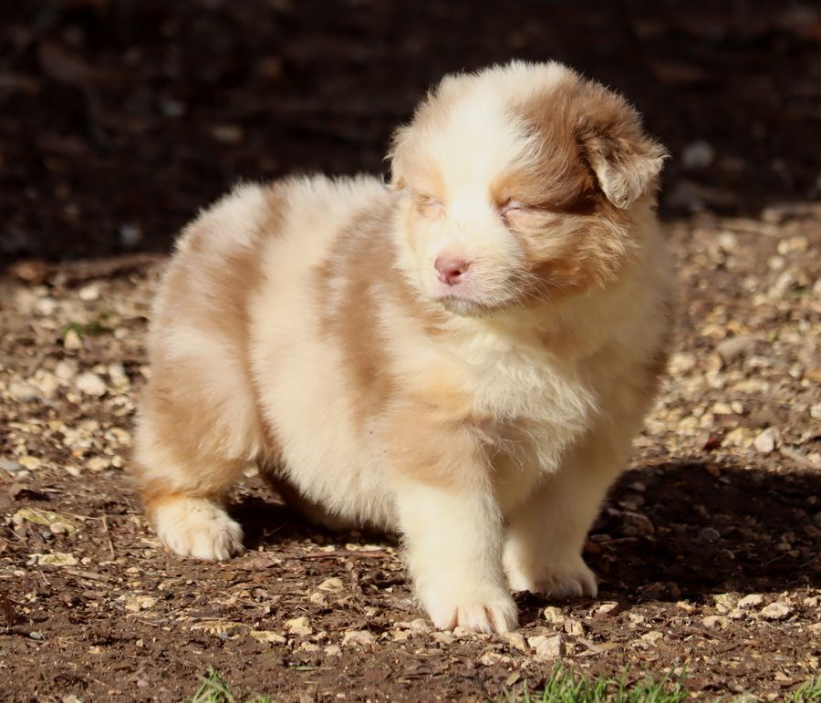 du Chemin de la Lune aux Reves - Chiot disponible  - Berger Australien