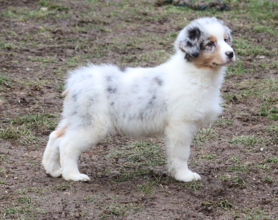 chiot Berger Australien du Chemin de la Lune aux Reves