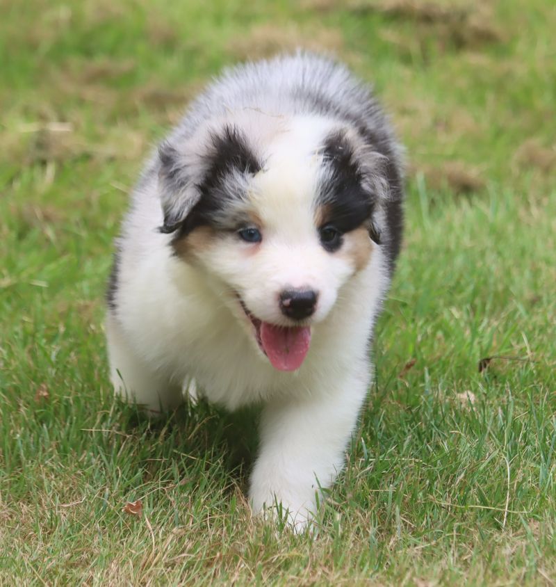 du Chemin de la Lune aux Reves - Chiot disponible  - Berger Australien