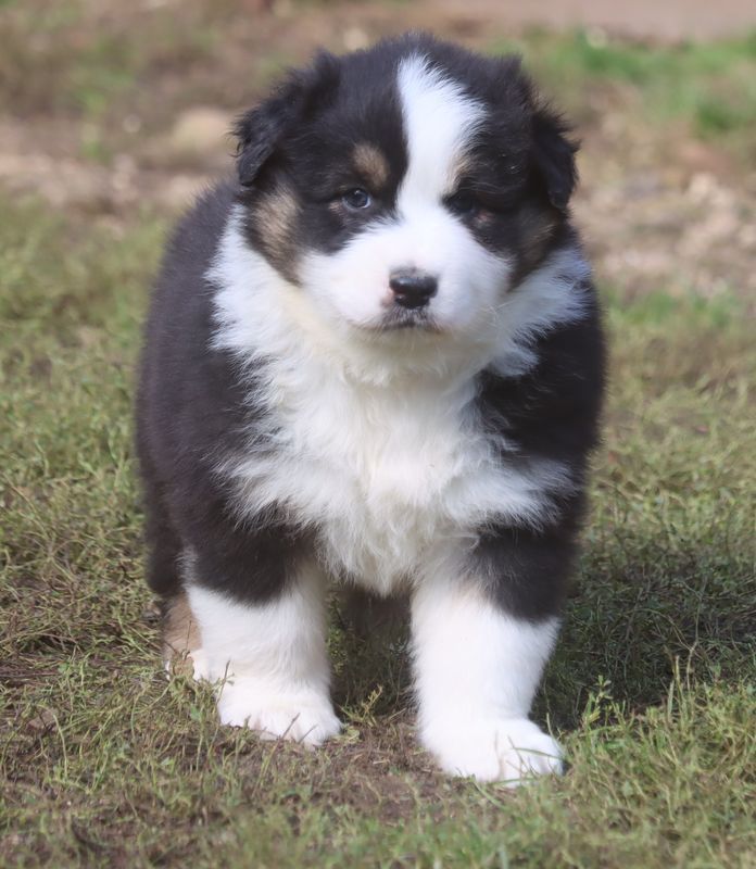 du Chemin de la Lune aux Reves - Chiot disponible  - Berger Australien