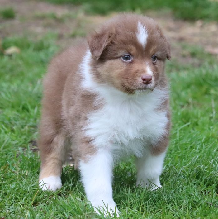 chiot Berger Australien du Chemin de la Lune aux Reves