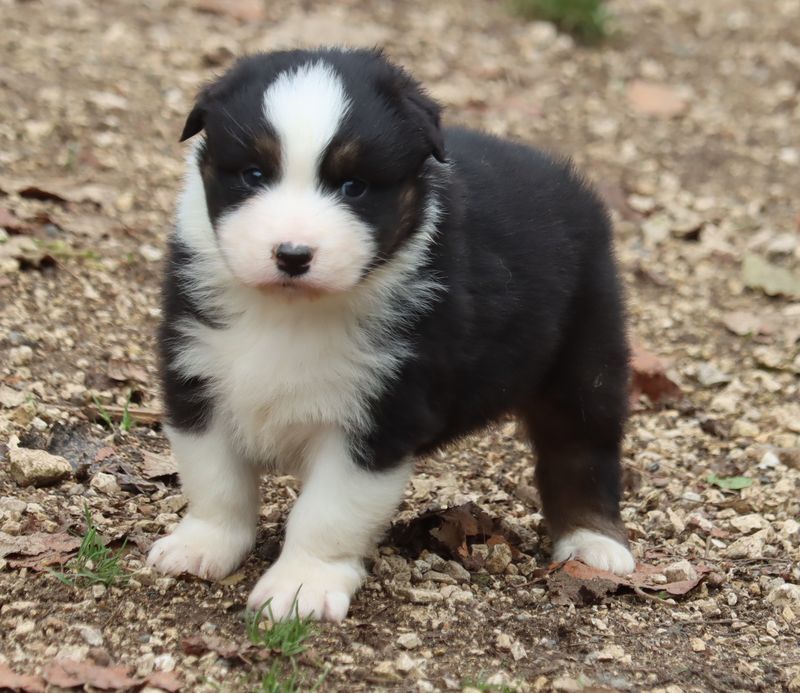 du Chemin de la Lune aux Reves - Chiot disponible  - Berger Australien