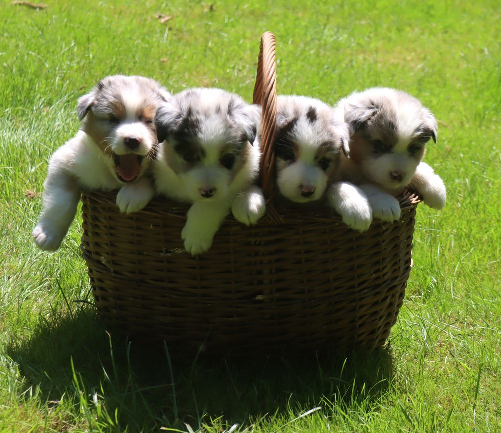 chiot Berger Australien du Chemin de la Lune aux Reves