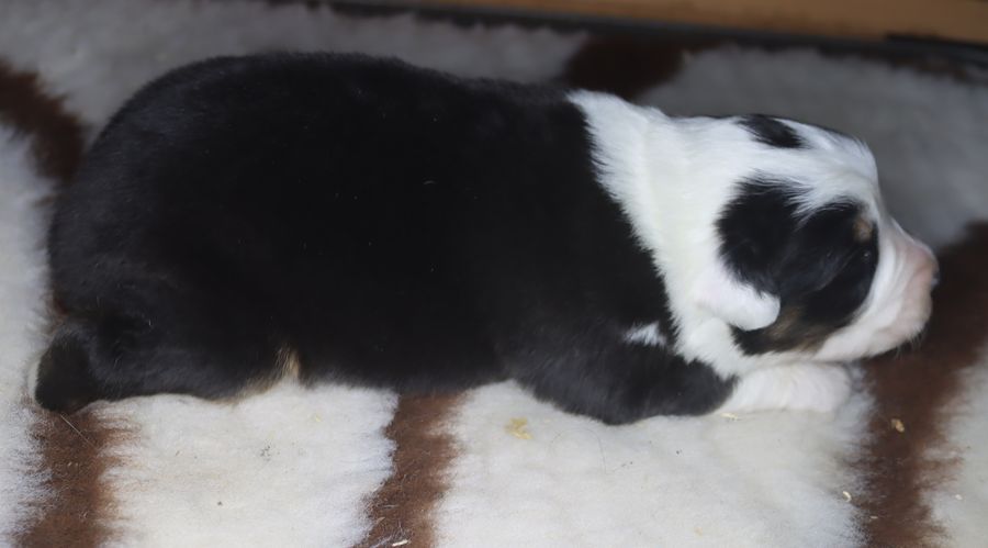 chiot Berger Australien du Chemin de la Lune aux Reves