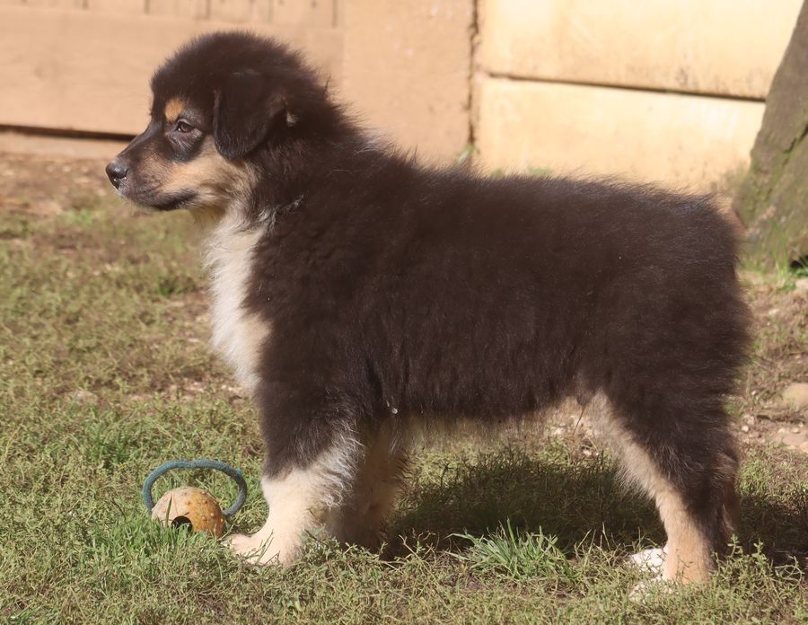 du Chemin de la Lune aux Reves - Chiot disponible  - Berger Australien