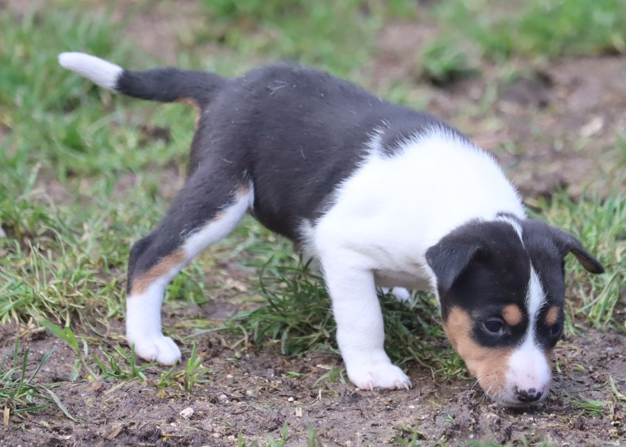 du Chemin de la Lune aux Reves - Chiot disponible  - Basenji