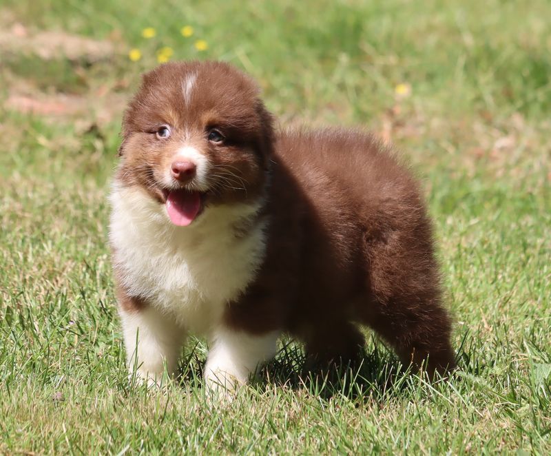 du Chemin de la Lune aux Reves - Chiot disponible  - Berger Australien