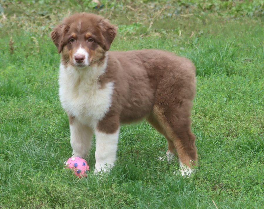 du Chemin de la Lune aux Reves - Chiot disponible  - Berger Australien