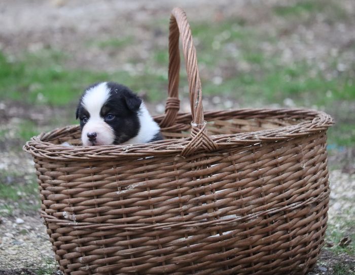 chiot Berger Australien du Chemin de la Lune aux Reves