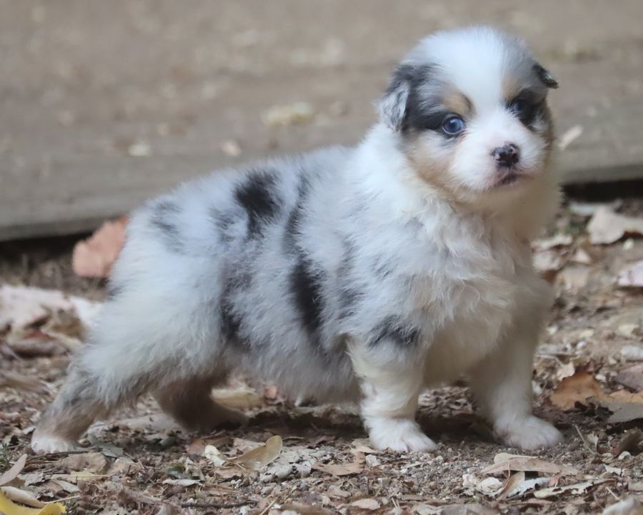 du Chemin de la Lune aux Reves - Chiot disponible  - Berger Australien