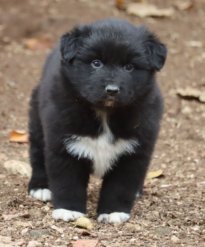 du Chemin de la Lune aux Reves - Chiot disponible  - Berger Australien