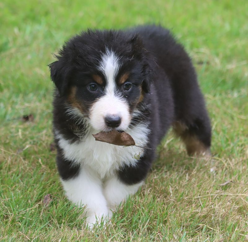 du Chemin de la Lune aux Reves - Chiot disponible  - Berger Australien