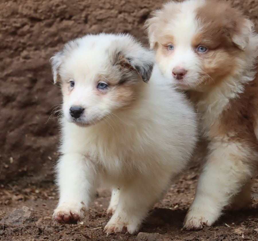 chiot Berger Australien du Chemin de la Lune aux Reves