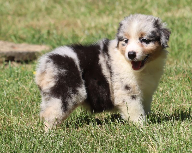 du Chemin de la Lune aux Reves - Chiot disponible  - Berger Australien