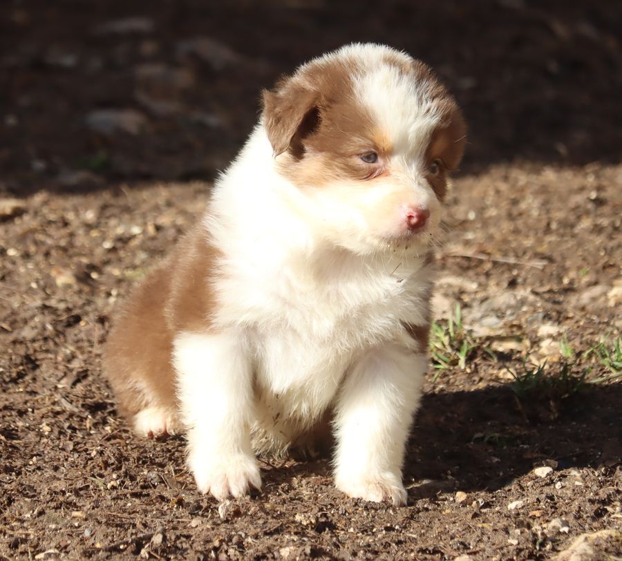 du Chemin de la Lune aux Reves - Chiot disponible  - Berger Australien