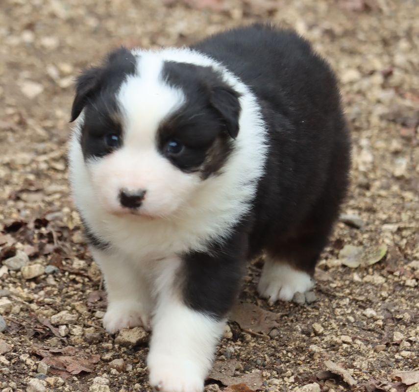 chiot Berger Australien du Chemin de la Lune aux Reves