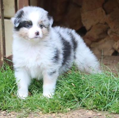 Male Bleu Merle : TAO BLUE DREAM 