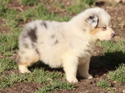 male bleu merle 1 