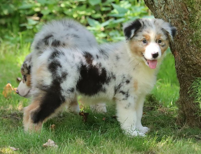 Male Bleu Merle 4 / VAIKO 