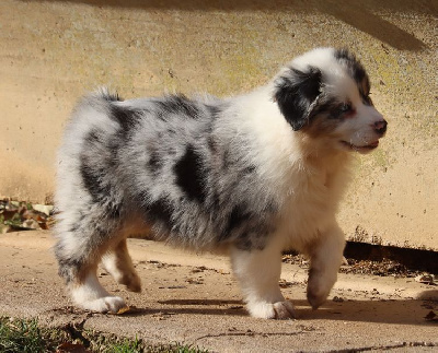 Male Bleu Merle : TIAKO