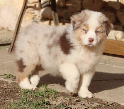 Male Rouge Merle : TOUCHDOWN BROWN TUCKER 