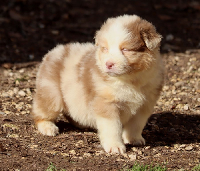 male rouge merle 1