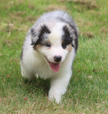 Male Bleu Merle 1