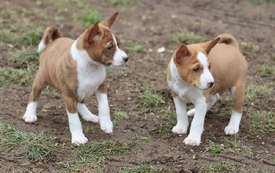 du Chemin de la Lune aux Reves - Basenji - Portée née le 06/12/2024