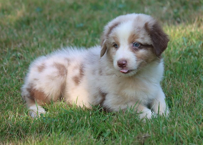 Male rouge Merle 