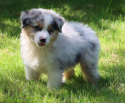 Male Bleu Merle 2 / VICK FERME FAGNE