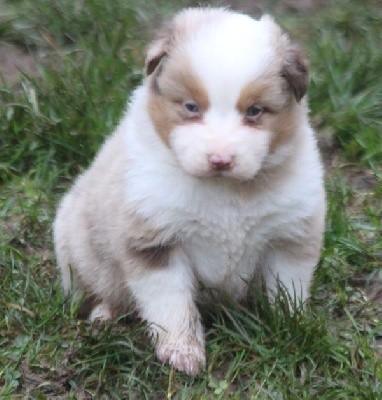 Male Rouge Merle 1