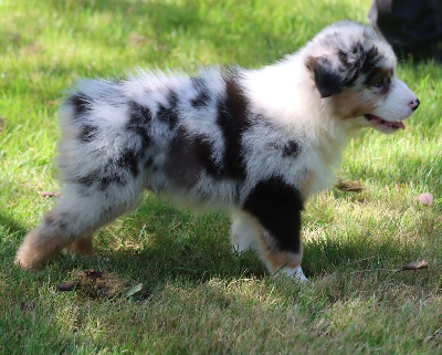 Male Bleu Merle 3 : VALKO BLUE CHOICE