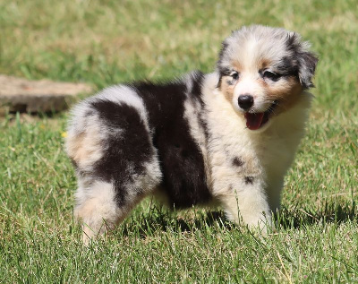 Femelle Bleu Merle 