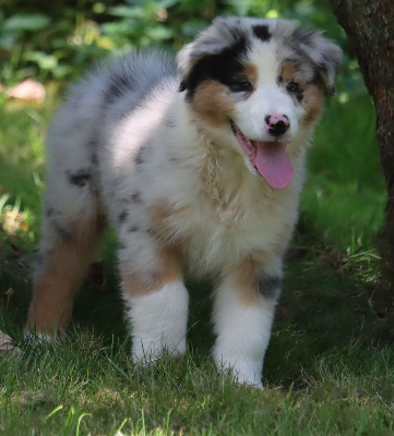 Male Bleu Merle 1 ; VALANTIN BLUE JON