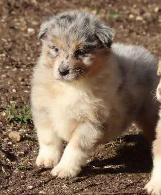 Male Bleu Merle 2