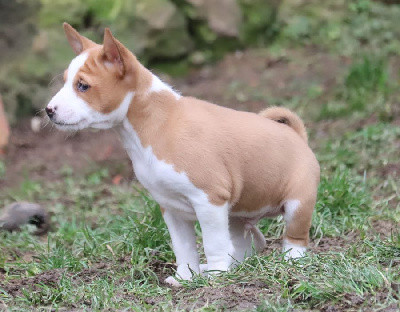 Male Fauve et Blanc 