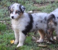 Male Bleu Merle 3 : Rusty