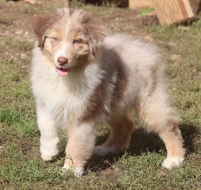 Male rouge Merle