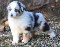Male bleu merle 1 : Replay Blue Dream with Diego