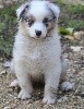 Male Bleu Merle 1 : R'Hoka