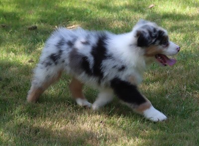 Male Bleu Merle 3 : VALKO BLUE CHOICE