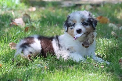 Femelle Bleu Merle 